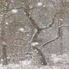 Baumgruppe im Schneefall